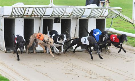 Henlow Eve (UK) Greyhound Results .